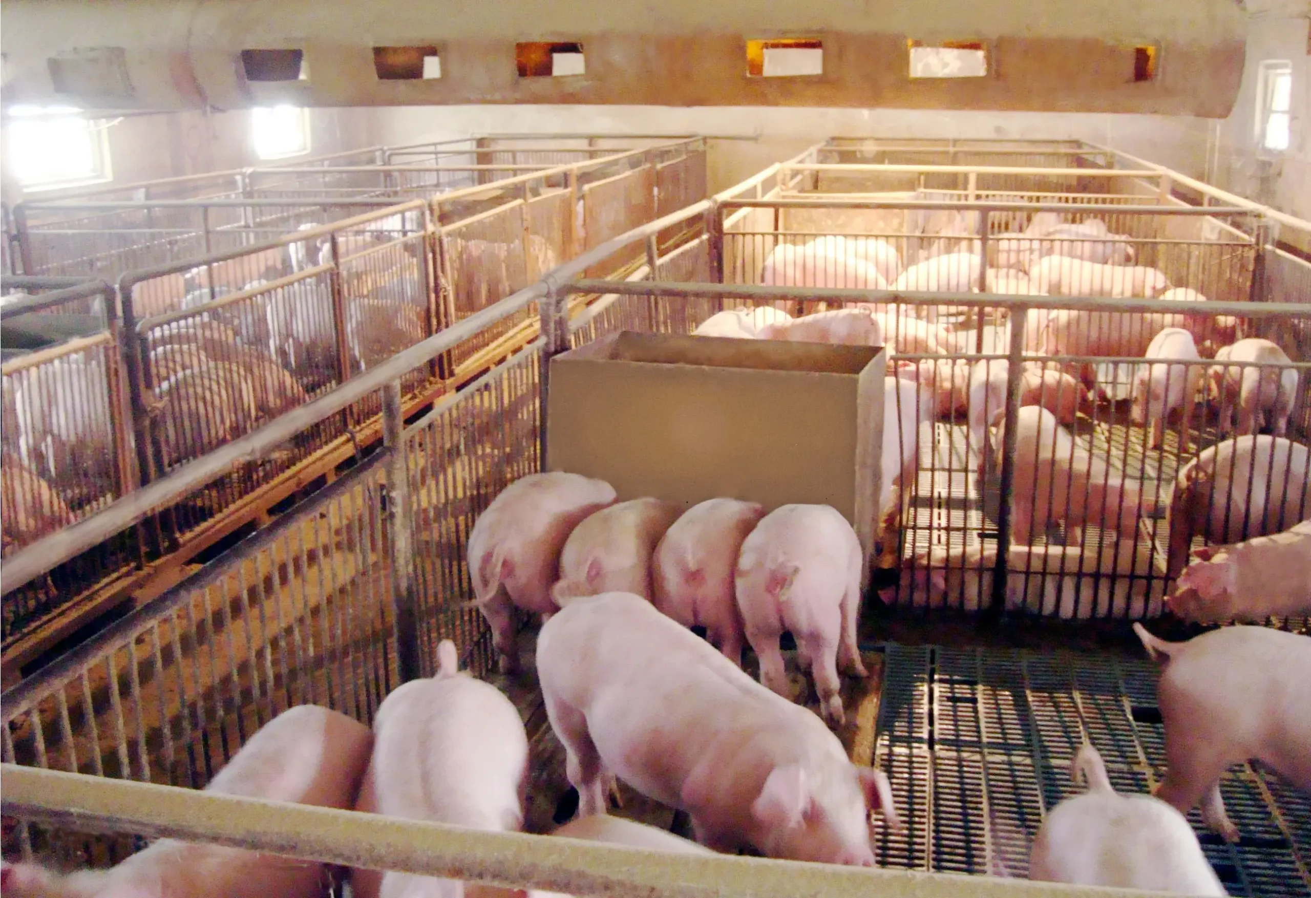 养猪场输送软管选型:适配粪污/饲料/药液场景,耐用防漏省心插图 养猪场输送软管选型:适配粪污/饲料/药液场景,耐用防漏省心插图